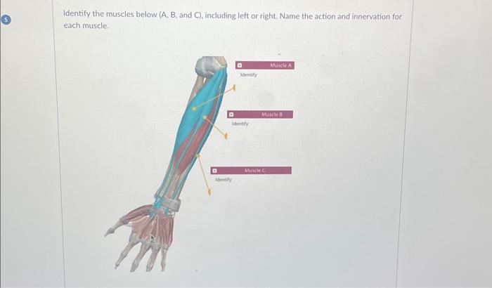 Identify the muscles below ( A,B, and C), including | Chegg.com