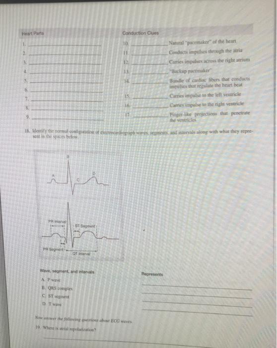 Heart Parts Conduction Clues 10 11 1 12 3 13 14 5 6 Natural pacemaker of the heart Conducts imputhies through the stris Carti