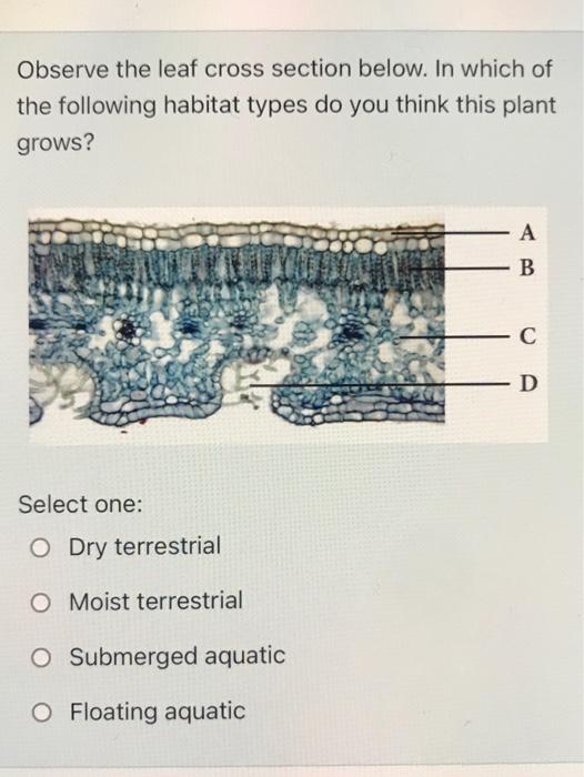 Solved Observe the leaf cross section below. In which of the | Chegg.com