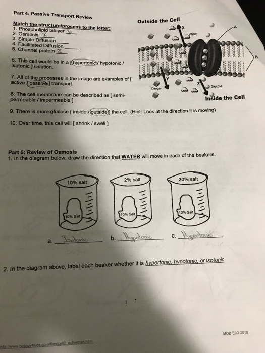 Biology Cell Membrane And Transport Review Worksheet Transport