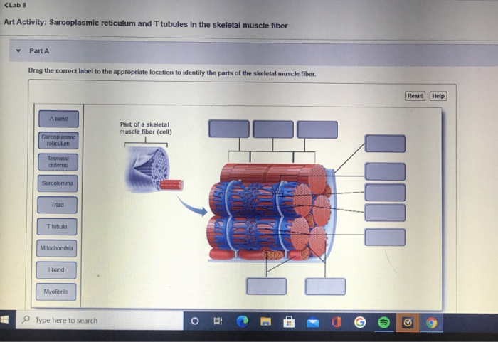 Solved Art Activity: The neuromuscular junction Part A Place | Chegg.com