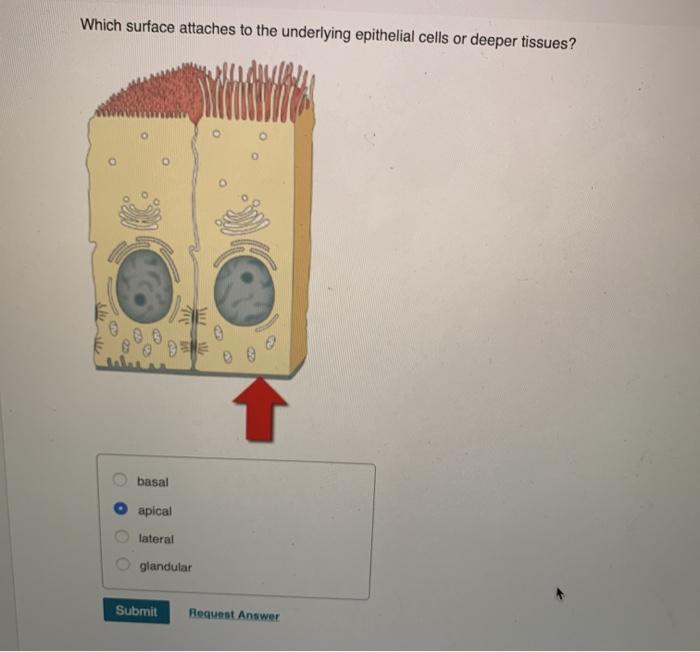 Solved which surface attaches to the underlying epithelial | Chegg.com