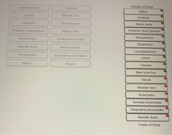 Solved Laryngopharynx Trachea Outside of Body Nares Larynx | Chegg.com