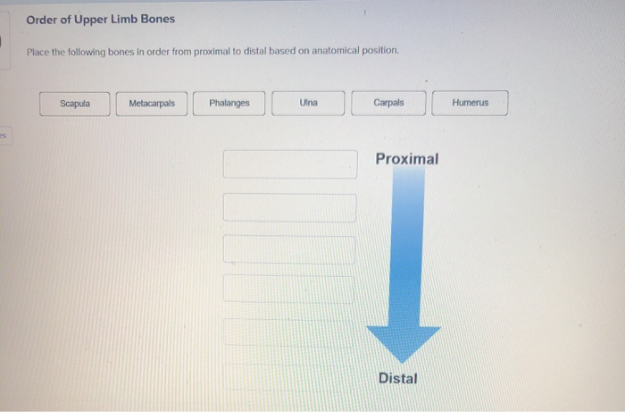 Solved Order Of Upper Limb Bones Place The Following Bones