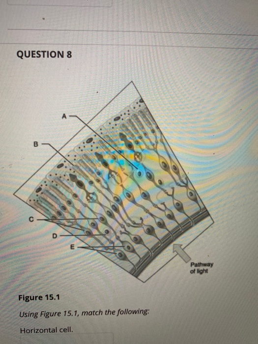 Solved QUESTION 8 B с E Pathway Of Light Figure 15.1 Using | Chegg.com