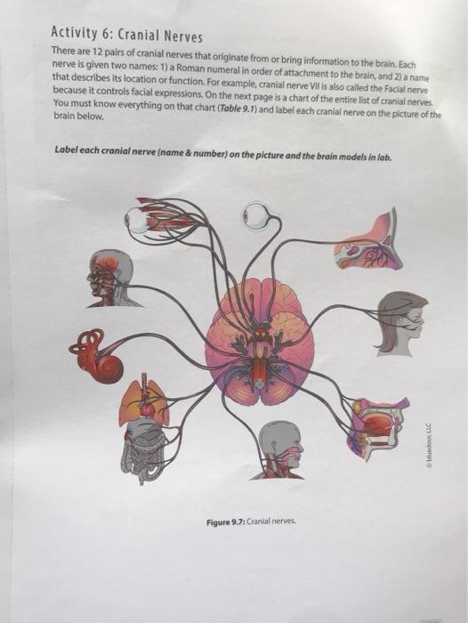 Solved Activity 6: Cranial Nerves There are 12 pairs of | Chegg.com