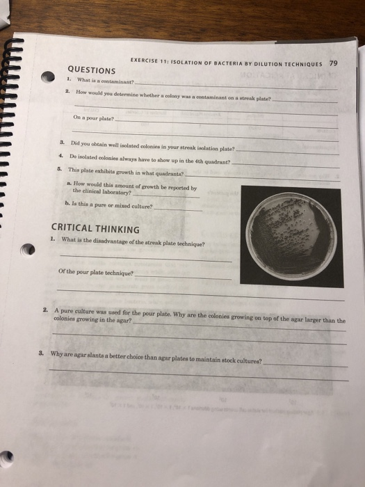 Solved 78 EXERCISE 11 ISOLATION OF BACTERIA BY DILUTION