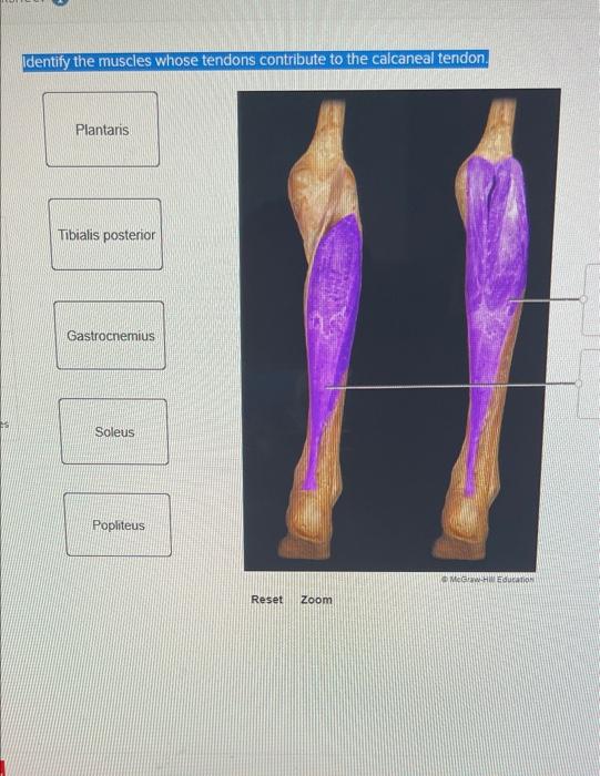 Identify the muscles whose tendons contribute to the calcaneal tendon.
Plantaris
Tibialis posterior
McGraw-Hill Education
00
