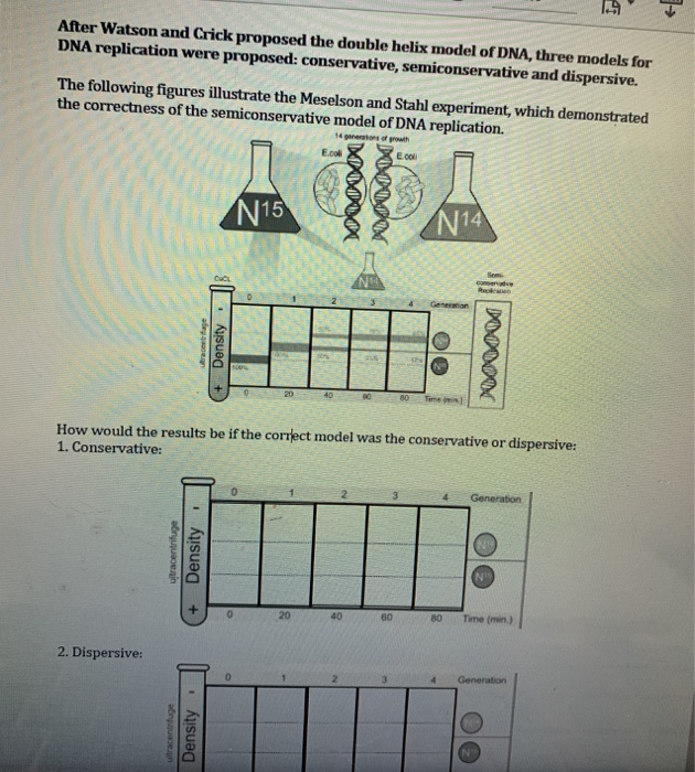 Solved After Watson And Crick Proposed The Double Helix Chegg Com