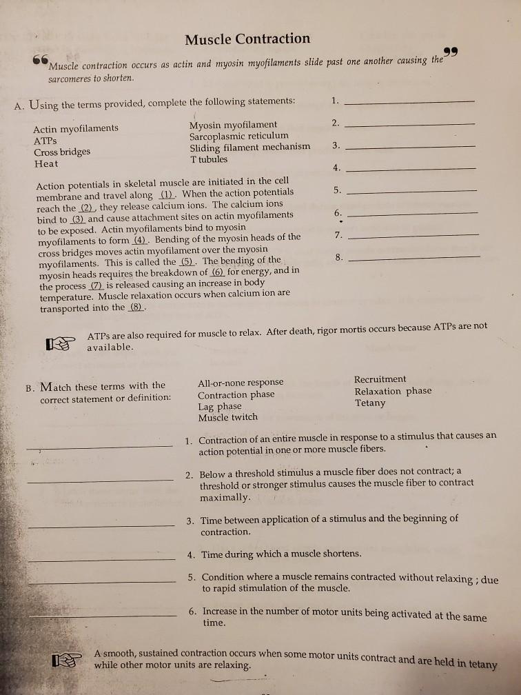 Solved Structure Skeletal muscles are composed of skeletal | Chegg.com