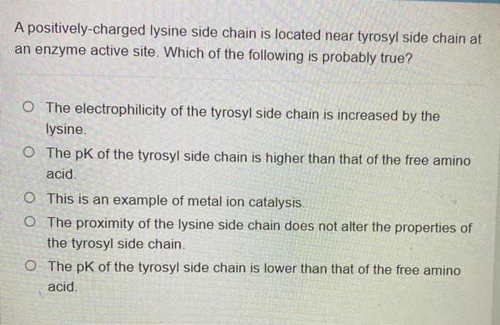 Solved A positively-charged lysine side chain is located | Chegg.com