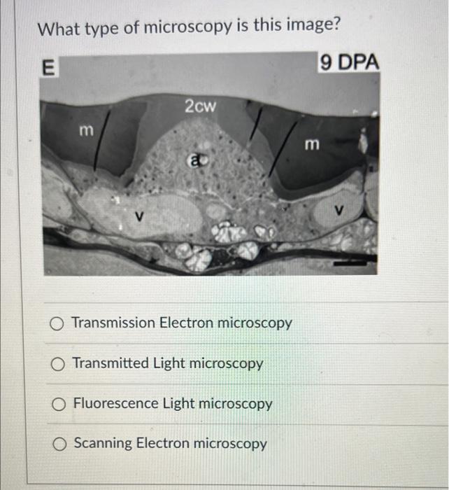 transmission light microscopy