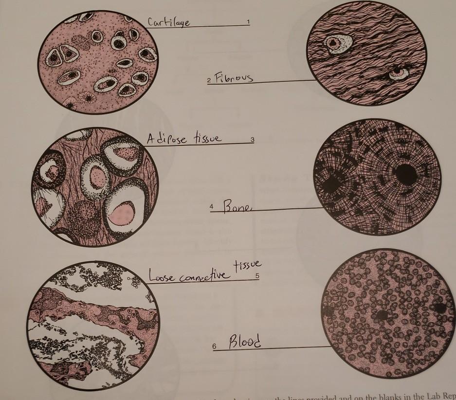 Reticular Connective Tissue Drawing Master the Art of Illustrating