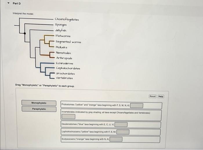 Dreg Monophyletie or Paraphyletic to each groug.
Protosiomes (Yellow and orange tava begining with F, S, M, N, A)
inve