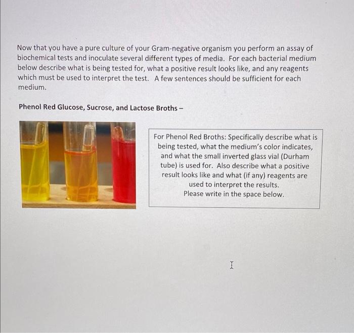 Solved Laboratory Exercise 13: Bacterial Isolation and | Chegg.com