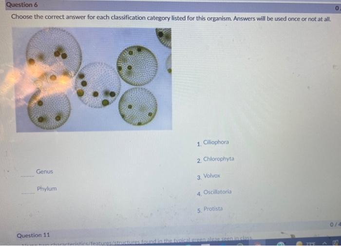 Solved Choose the correct answer for each classification