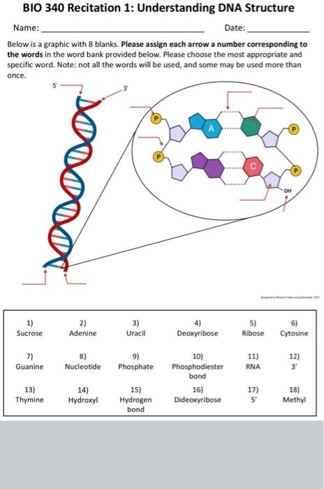 Solved BIO 340 Recitation 1: Understanding DNA Structure | Chegg.com