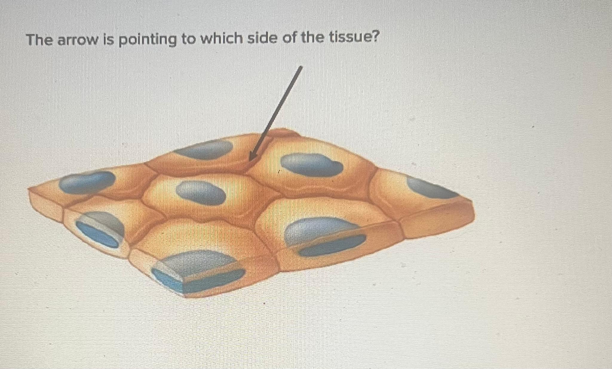 Solved The arrow is pointing to which side of the tissue?