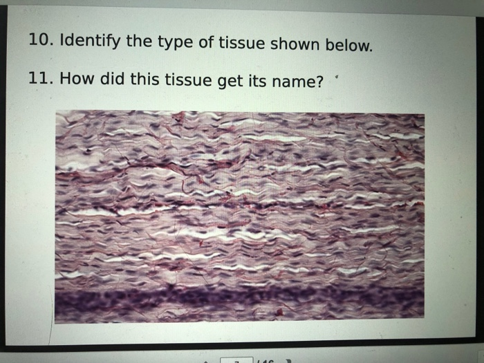 Solved 6. Identify the type of tissue shown below. 7. Name | Chegg.com