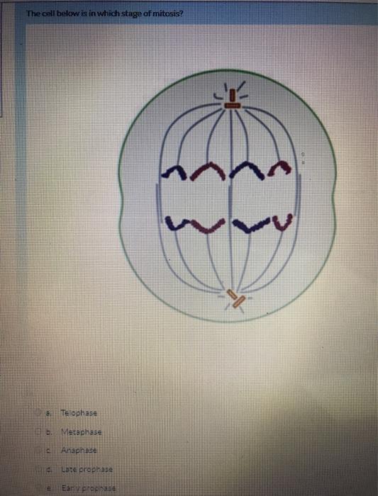 Solved In the osmometer set up below, the sugar solution is