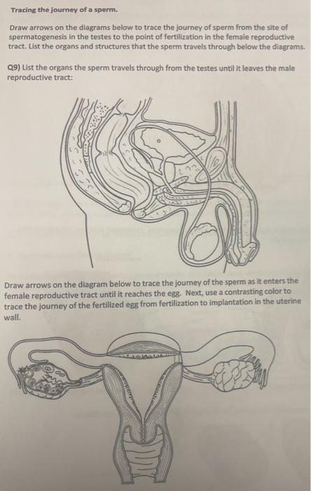 1. Anatomy of the male \& female reproductive systems | Chegg.com