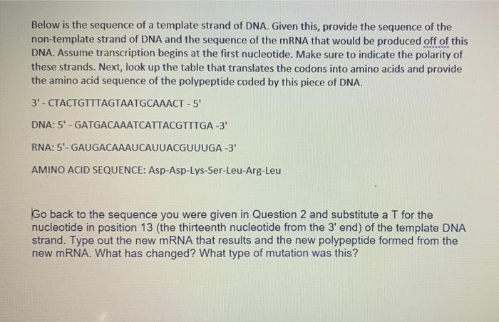 Solved Below is the sequence of a template strand of DNA. | Chegg.com