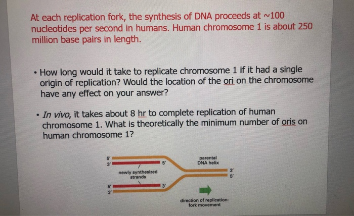 Solved At each replication fork the synthesis of DNA Chegg