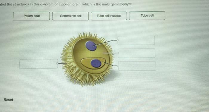 Solved bel the structures in this diagram of a pollen grain, | Chegg.com