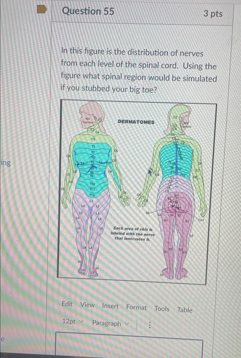 Solved Question 56 3 Pts What Dermatome Region Would The Chegg Com