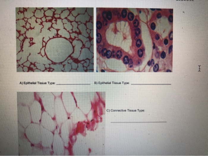 experiment 1 microscopic slide examination of tissue