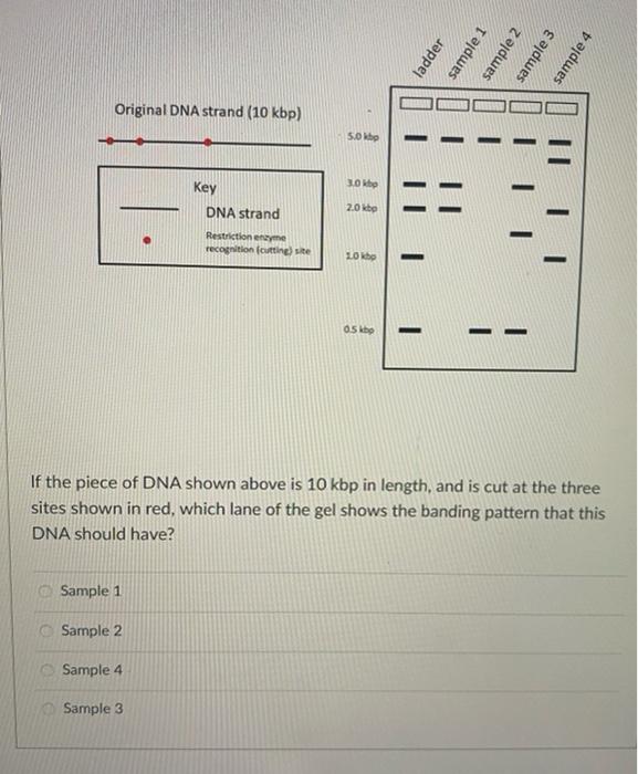Solved sample 2 sample 3 ladder sample 1 sample 4 Original | Chegg.com