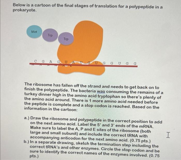 Below is a cartoon of the final stages of translation for a polypeptide in a prokaryote. The ribosome has fallen off the str