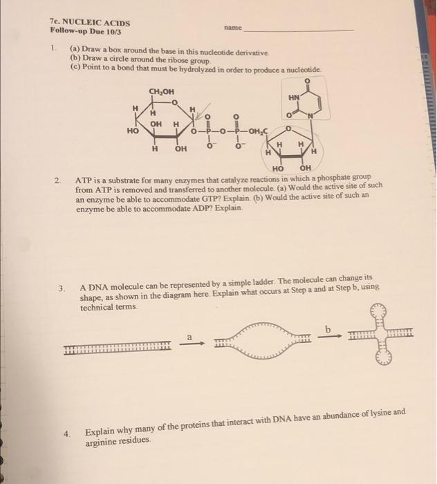 Solved 1. (a) Draw a box around the base in this nucleotide | Chegg.com