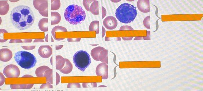 Solved label cells | Chegg.com