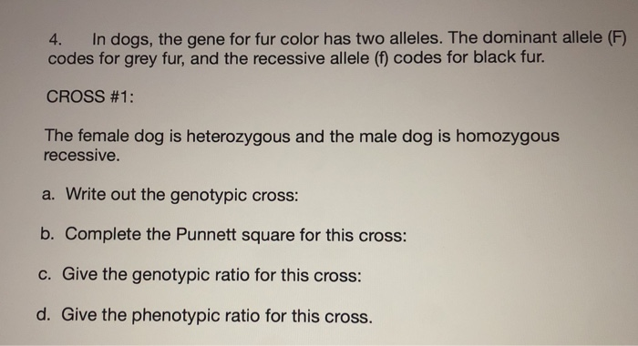 what is the recessive color for dogs