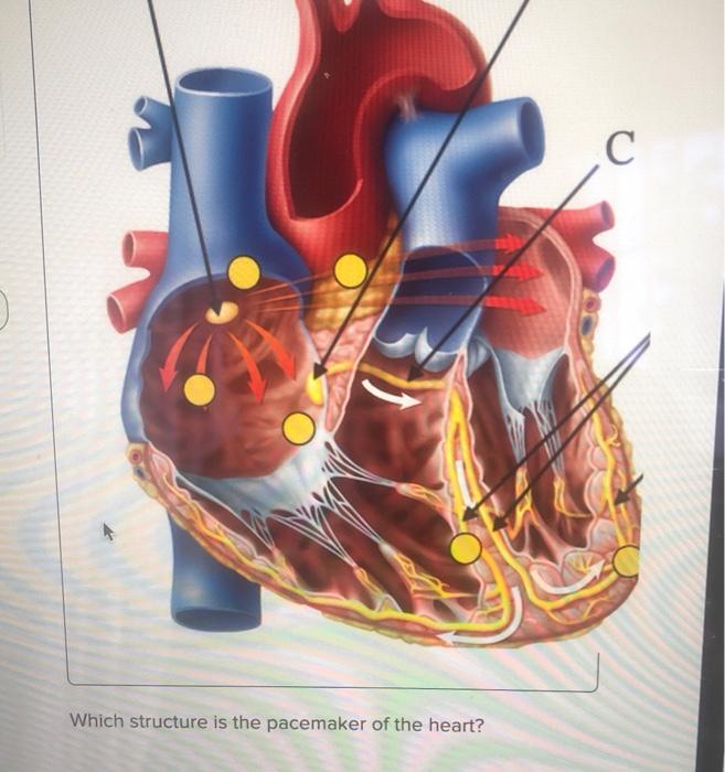 which condition system structure is considered the pacemaker of the heart
