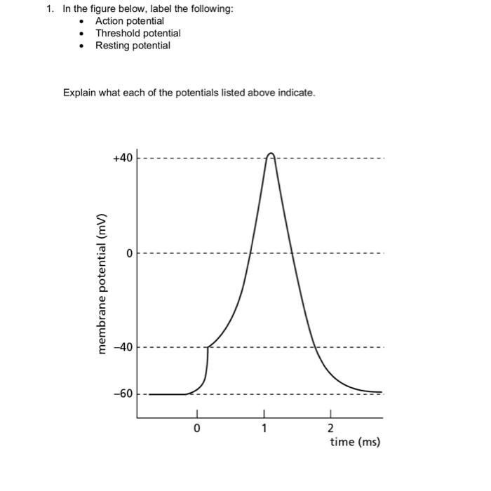 Solved 1. In The Figure Below, Label The Following: - Action | Chegg.com