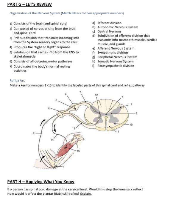 Solved Organization of the Nervous System (Match letters to | Chegg.com