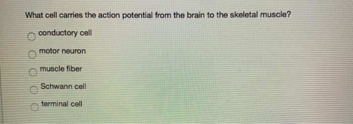 Solved --> muscle cell On the way to the muscle cell, the | Chegg.com
