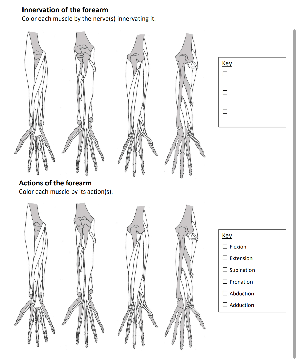 Solved Innervation of the forearmColor each muscle by the | Chegg.com