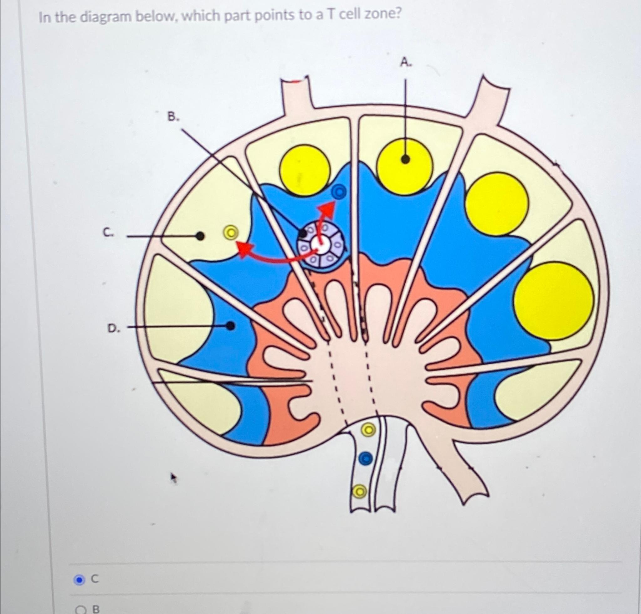Solved In the diagram below, which part points to a T cell | Chegg.com