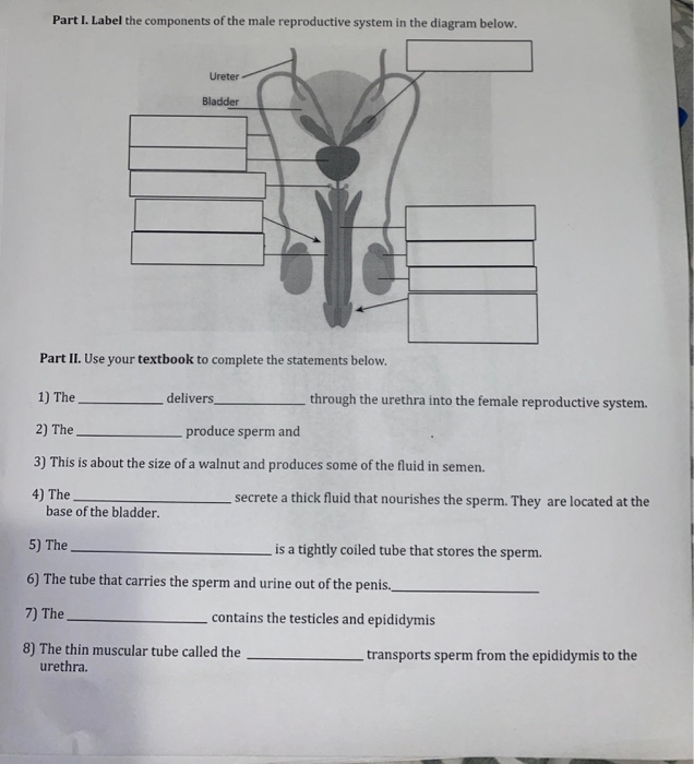 Solved Part I. Label the components of the male reproductive | Chegg.com