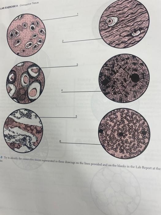 LAB EXERCISE 8 Connective Tissue
-3 Try to identify the connective tissues represented in these drawings on the lines provide