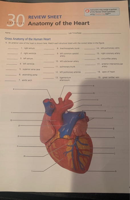 gross anatomy of the human heart pdf