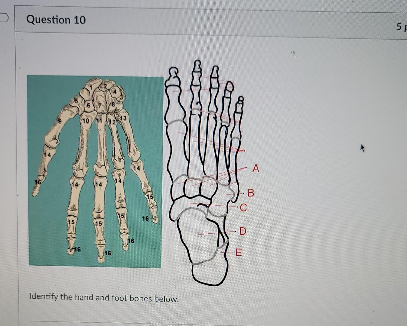 Solved Question 10 an F 10 11 12 33 A B. •C 16 16 1416 16 · | Chegg.com