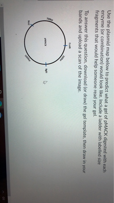Solved Use the plasmid map below to predict what a gel of | Chegg.com