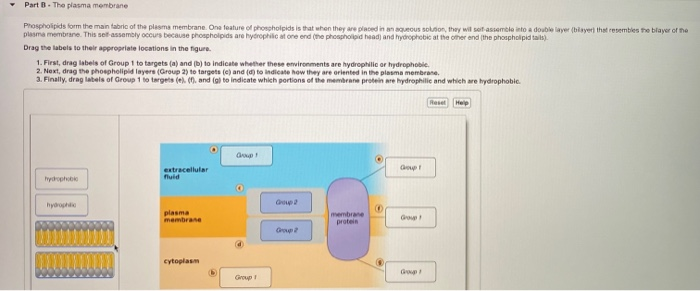 Solved Part 1 The Plasma Membrane Phospholipids Form The Chegg