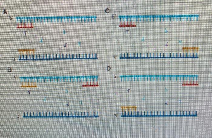 Solved 1. Choose the model that shows the forward and | Chegg.com