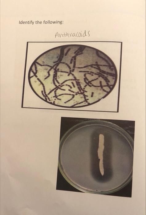 Solved Identify the following: | Chegg.com