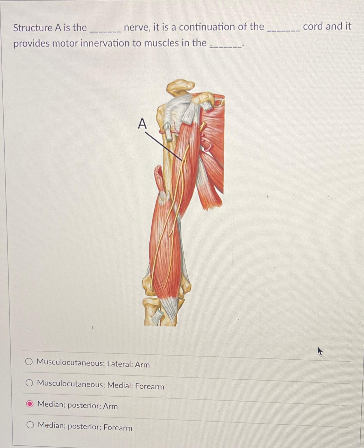 Brachioradialis Muscle | Orthopedic Learning, image size:1416x1744